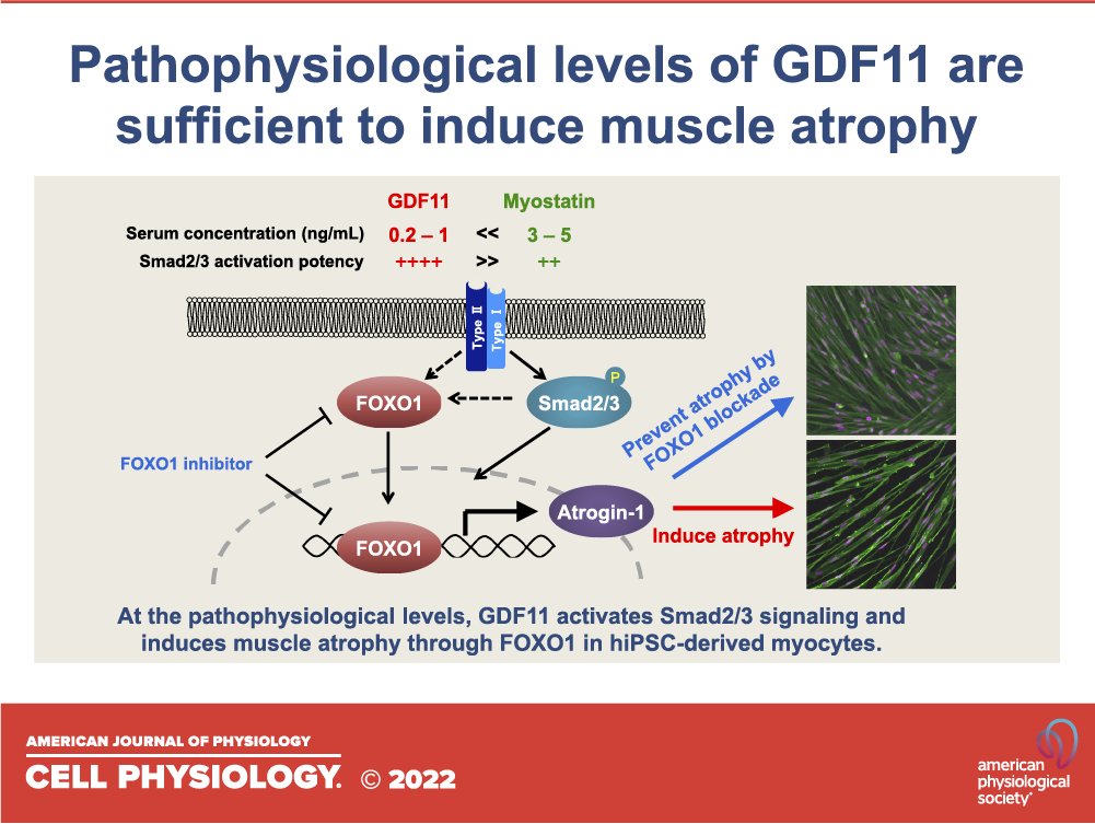 AJPCellPhys's tweet photo. Pathophysiological levels of GDF11 activate Smad2/Smad3 signaling and induce #MuscleAtrophy in human iPSC-derived myocytes:

https://t.co/FUDMgIohC5

#RapidReport #myotwitter @UTokyo_News_en https://t.co/4jYKk3DRAe