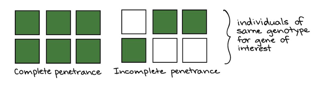 Heredity

This will look at genes, alleles and dominance.