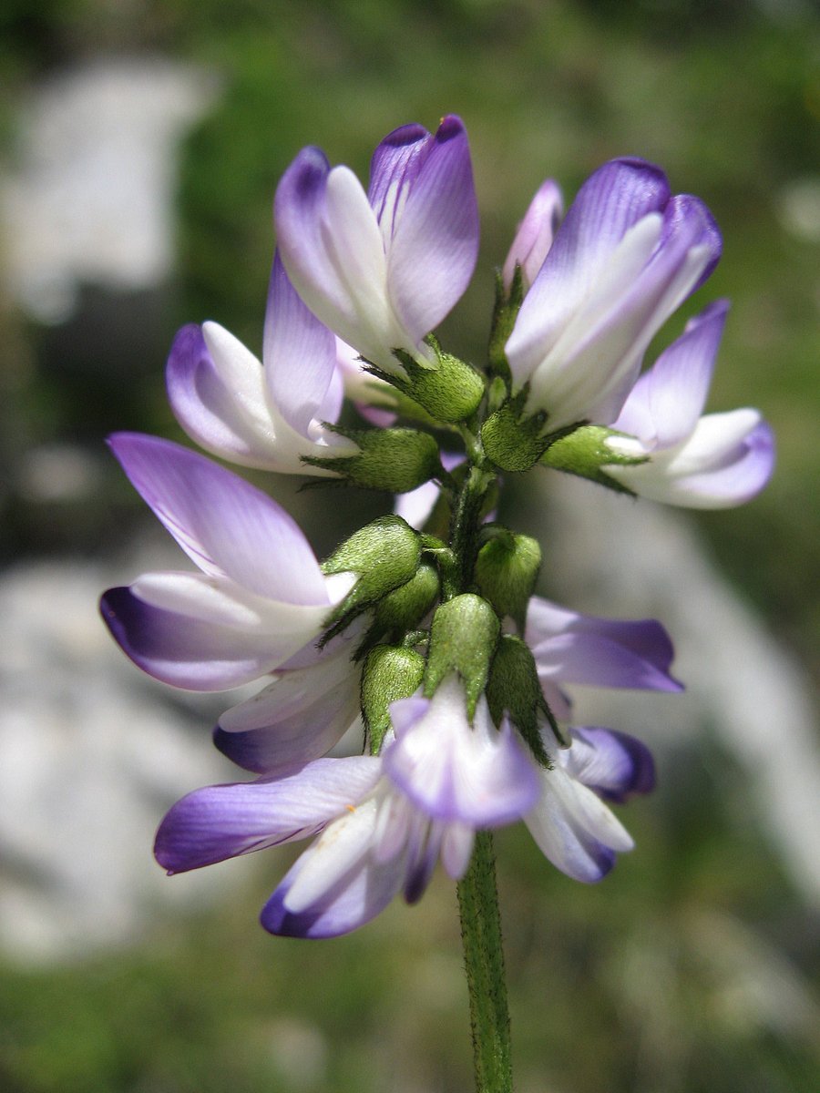 Love_plants's tweet photo. Let's leave these little plants out in the cold...
Arctic-alpine plants and fungi are at risk from climate change, pollution and inappropriate management. Help Plantlife understand and protect them in this year's @BigGive #ChristmasChallenge22 https://t.co/mba4pQ0mtP