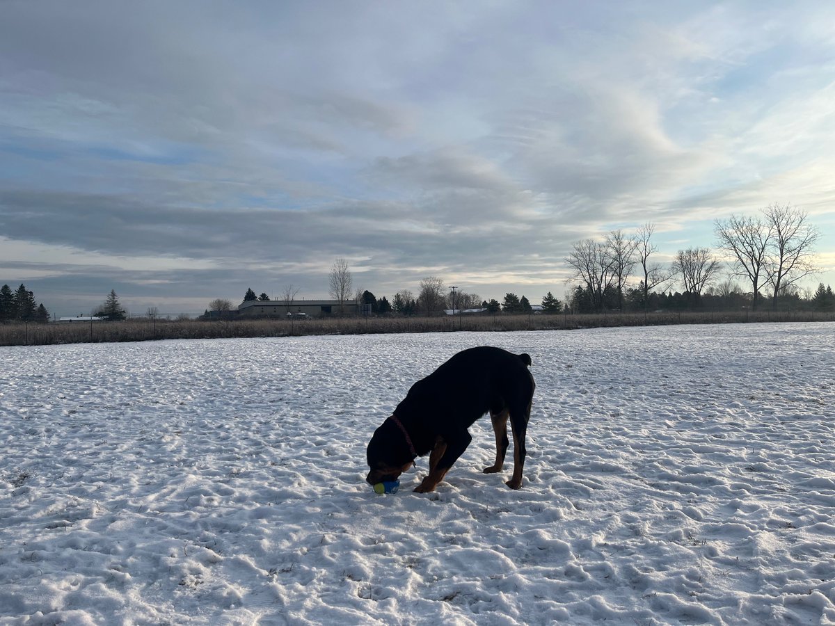 Teddy loves snowy visits to the dog park.