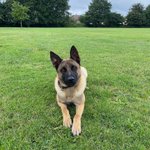 Photo by Cleveland Police Dogs (@ClevePol_Dogs)