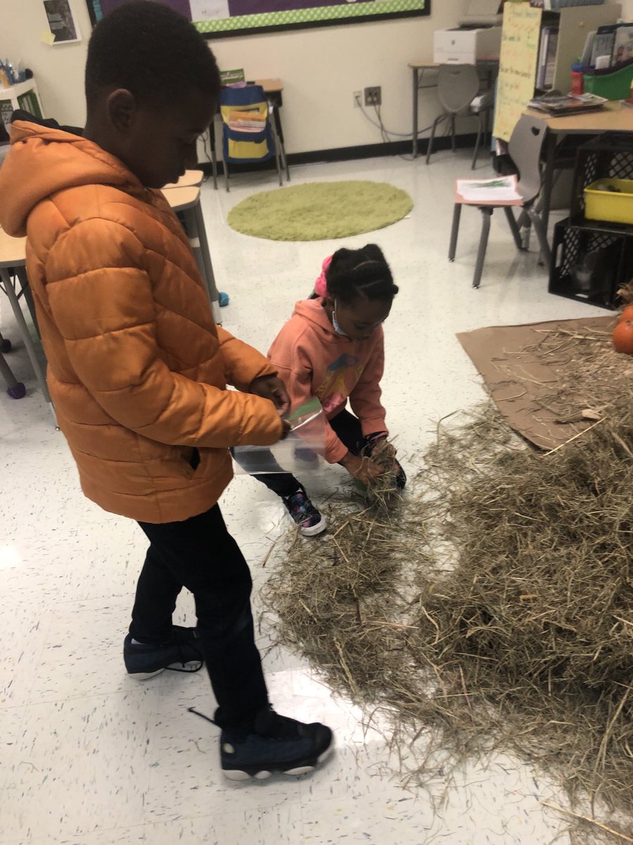 Pagia's tweet photo. What can we create with Hay? ⁦@StonewallTell⁩ Tiger paws are meant for creating! Garden club was filled with inquiry this morning “what can we use?” “How can I put it together” “where do I began” #allthingsIBPYP ⁦@MsKHooks1⁩ ⁦@aplatimore⁩ ⁦@NPorter17⁩ https://t.co/w1BiqNXFL2