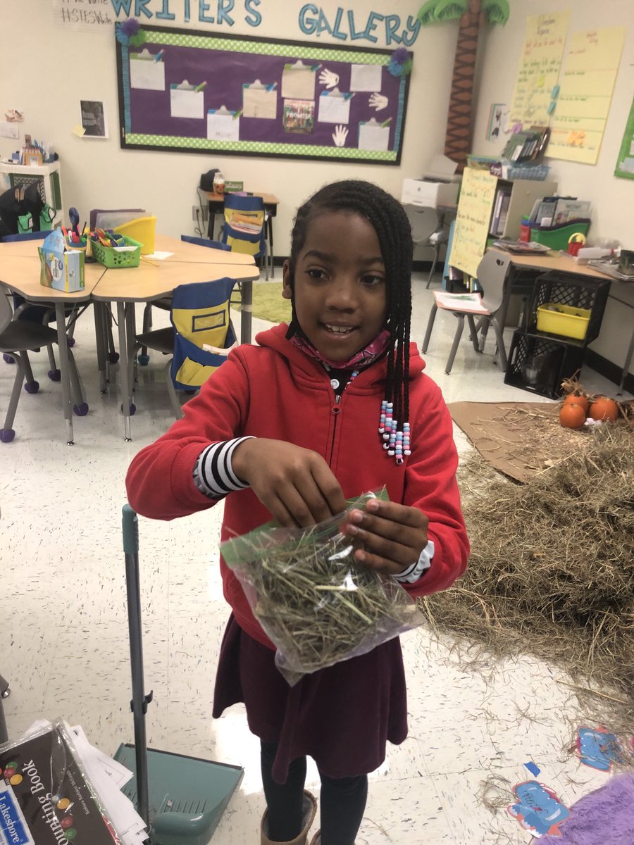 Pagia's tweet photo. What can we create with Hay? ⁦@StonewallTell⁩ Tiger paws are meant for creating! Garden club was filled with inquiry this morning “what can we use?” “How can I put it together” “where do I began” #allthingsIBPYP ⁦@MsKHooks1⁩ ⁦@aplatimore⁩ ⁦@NPorter17⁩ https://t.co/w1BiqNXFL2