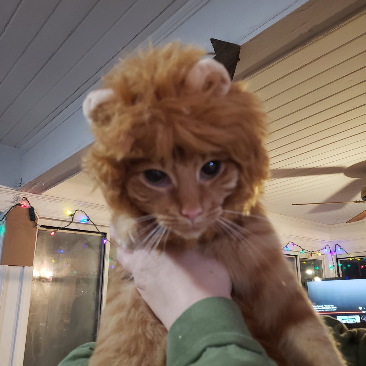 Dogehodling's tweet photo. This is what happens when your wife finds a costume on clearance.  Poor Nala.  She is not amused. https://t.co/shK8Mu62Kk