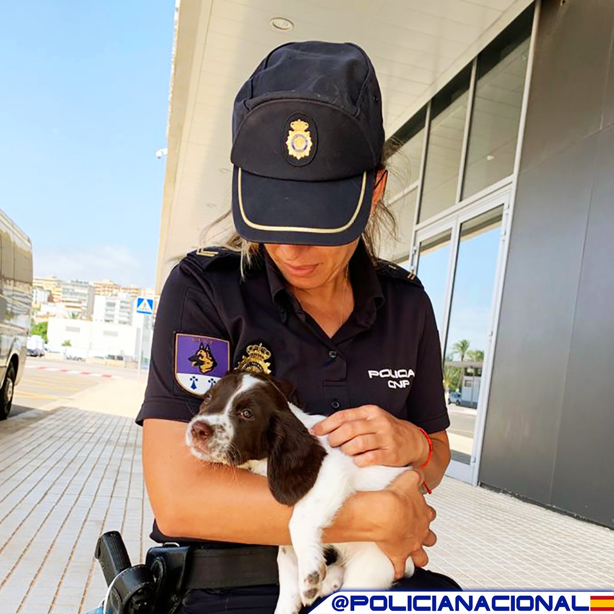 policia's tweet photo. Entrenamos a nuestros compañeros 🐶 desde que son pequeños para:

🔸Detección explosivos 💥💣, #drogas, acelerantes del 🔥 y 💶 de curso legal

🔸Búsqueda y localización de personas, restos humanos y armas de fuego

🔸#Defensa y ataque

🔸#Rescate y salvamento https://t.co/NKcZnF4rRD