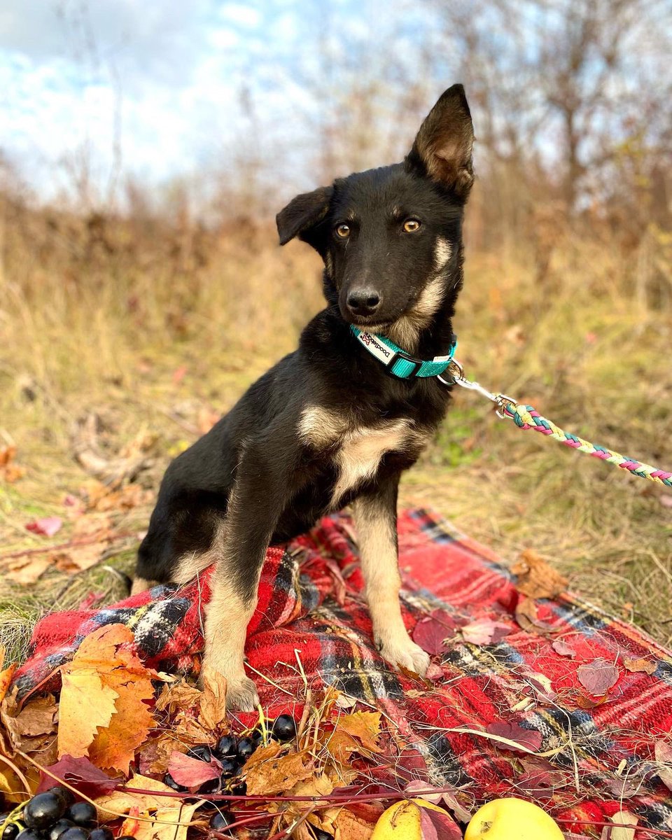 AngelsofUA's tweet photo. Привіт! Цей 7 міс🐶шукає🏡. Він має чіп, вакцинацію і живе у притулку у Подільську, #Odesa обл. Він дуже хоче відшукати господарів, які даруватимуть тепло і любов! Якщо ви зацікавлені, надішліть нам📱номер, ми зв'яжемось з вами. #angelsofukraine #dogs #puppies #pets #petadoption https://t.co/SLfz8DJ2sb