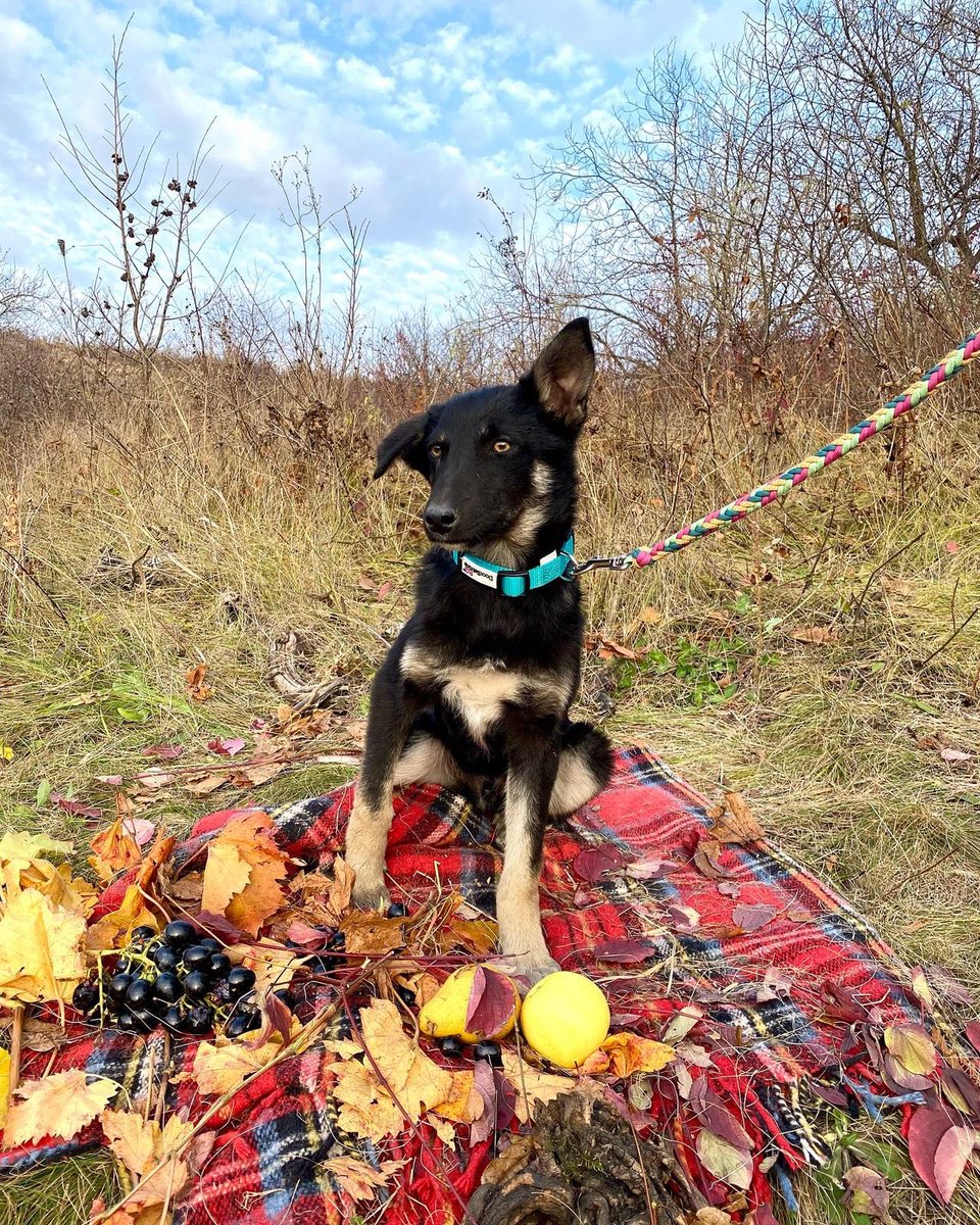 AngelsofUA's tweet photo. Привіт! Цей 7 міс🐶шукає🏡. Він має чіп, вакцинацію і живе у притулку у Подільську, #Odesa обл. Він дуже хоче відшукати господарів, які даруватимуть тепло і любов! Якщо ви зацікавлені, надішліть нам📱номер, ми зв'яжемось з вами. #angelsofukraine #dogs #puppies #pets #petadoption https://t.co/SLfz8DJ2sb