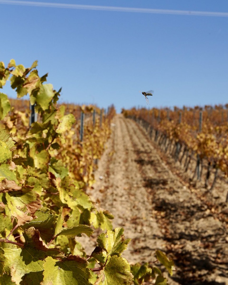bodegasyllera's tweet photo. 🐝Damos carpetazo a noviembre con esta simpática avispa que se cuela en nuestra foto y a la que las bajas temperaturas parecen no afectarle. #DORueda #Ecosistema #ecologia https://t.co/P4QAsUkHiM