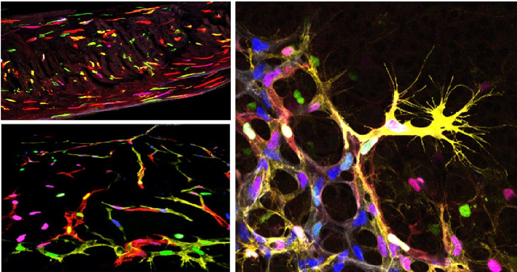 rui-benedito-on-twitter-postdoc-position-available-in-our-lab-to-work