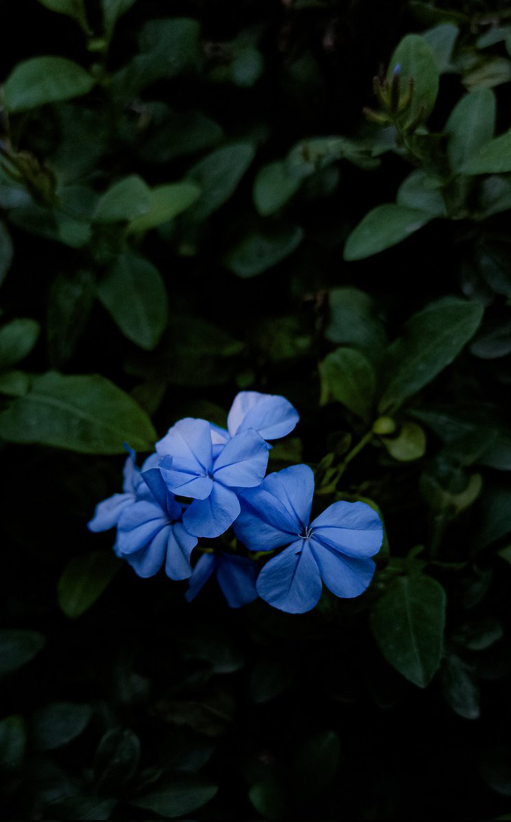 avknash's tweet photo. Inspiration-@PandeyAshishh
#fashion #style #adventure #smile #naturelover #landscapephotography #me #explore #hiking #likeforlikes #birds #cute #india #green #outdoors #myself #travelgram #canon #animals #wanderlust #beach #forest #Macron #followme #instalike #wildlifephotography https://t.co/pz98BjaJF2