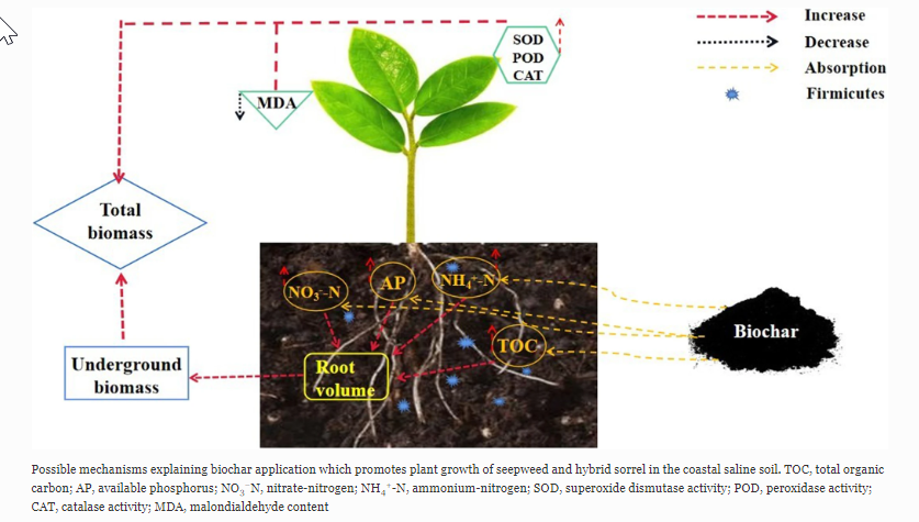 Journal_JSSPN's tweet photo. 📢Another article added to our #BiocharCollection!
Mechanisms of #Biochar Effects on Plant Growth of #Seepweed and Hybrid #Sorrel in a Coastal Saline Soil over Two Cropping Seasons: Soil–Plant–Microbe Interactions
https://t.co/dRaEPgHbsO
#SalinizedSoil #RootMorphology https://t.co/vhgXxCFBwp