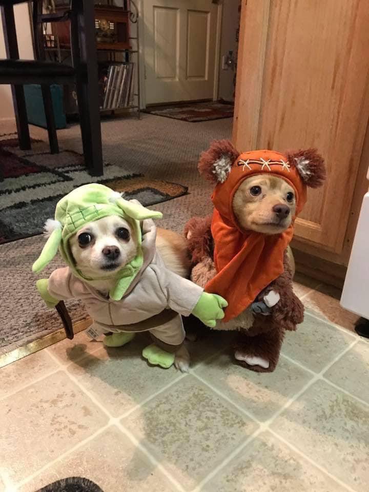 GabbieRaesDad's tweet photo. @ABC7 Please welcome Cosette,Charlie,Jack, and FRANKIE. ❤️ https://t.co/70STgDzCAN