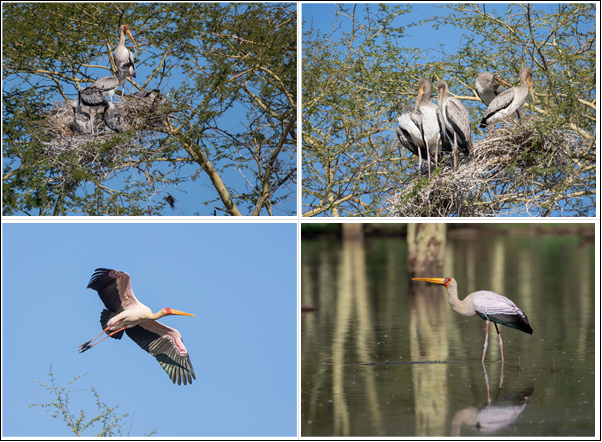 AbbJournal's tweet photo. New paper published!
Duncan McKenzie reports on previously unreported breeding localities for the Endangered Yellow-billed Stork.
#MakulekeWetlands
#AfricanOrnithology
@DIsimangaliso 
https://t.co/CVwFWzwF1E
Pic: Duncan McKenzie https://t.co/Ylh8aTdyOm