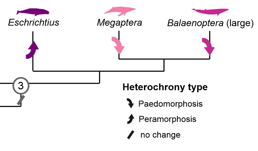 AgneseLanzetti's tweet photo. New *preprint* alert! 🚨 This time we looked at development and evolution in baleen whales, and how it shaped their feeding mode 🐋🦐🐟 quick spoiler: you don't need to grow fast to become the largest living mammal! Read more here: https://t.co/q7crAgqfDL #whales #museumresearch https://t.co/p9HIRaozek