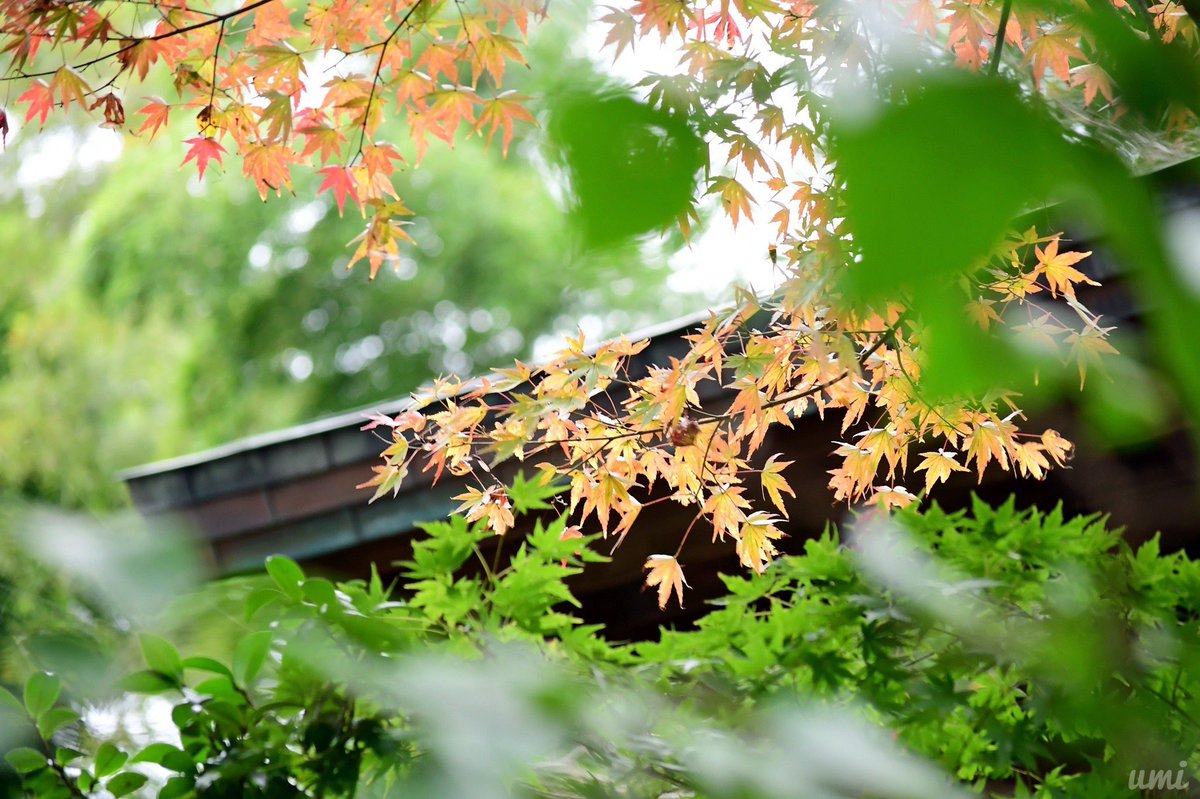 ちいさい秋見つけた

#北鎌倉 #円覚寺 #キリトリセカイ #ファインダー越しの私の世界 #写真 #写真で伝える私の世界 #photo #photography #Nikon #kanagawaphotoclub