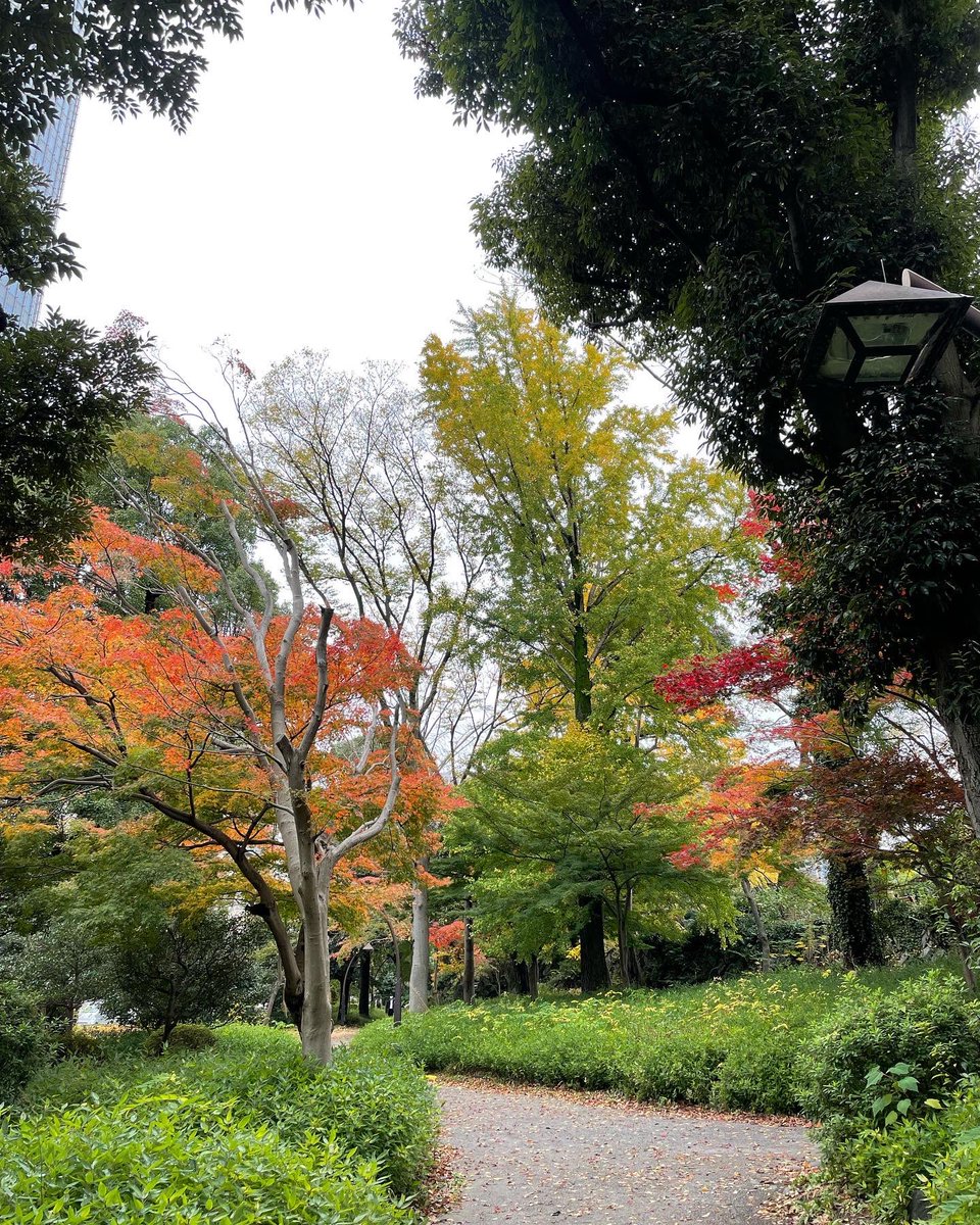 「日比谷公園も紅葉。 」|さとひ／渡辺裕子（仕事用）のイラスト