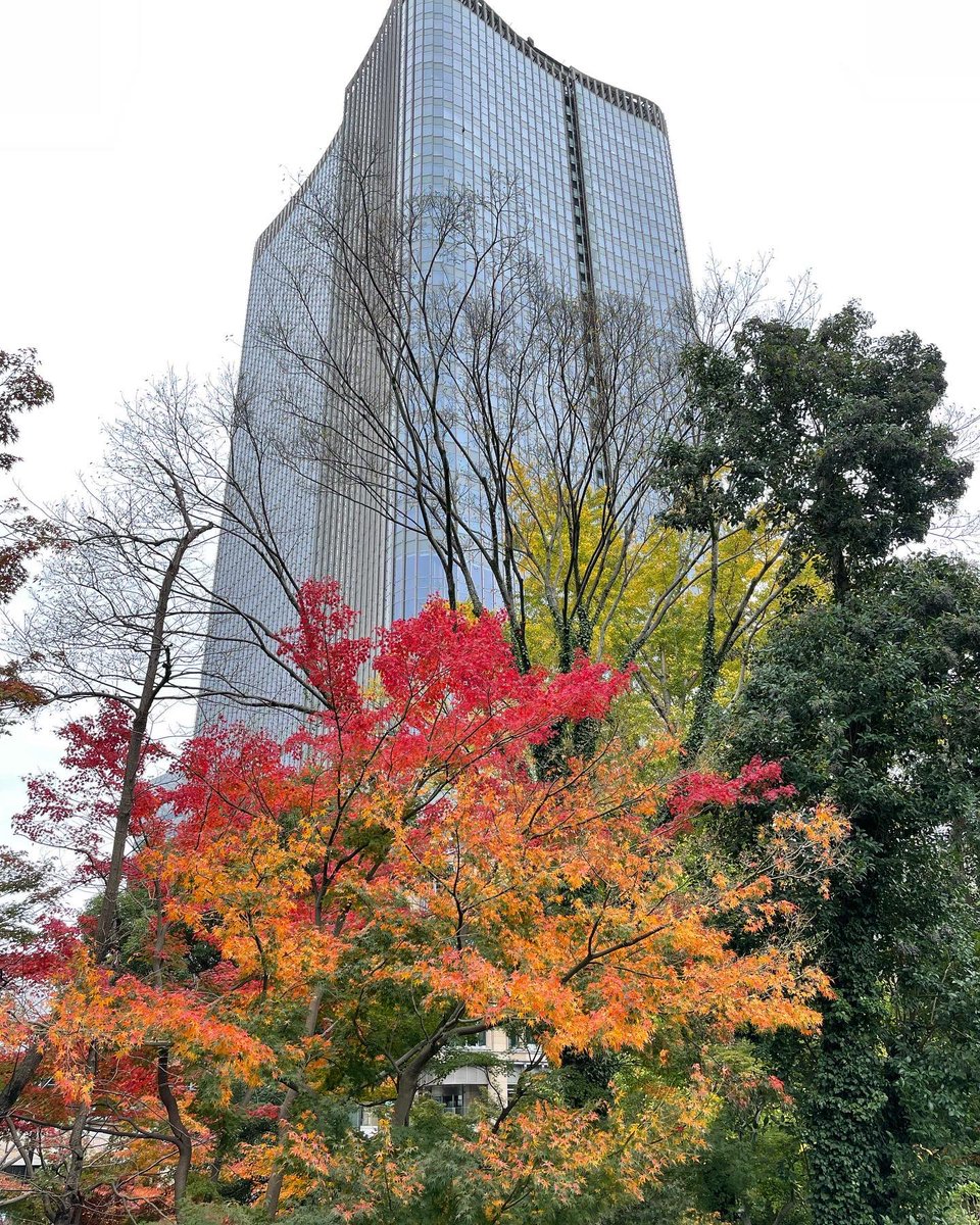 「日比谷公園も紅葉。 」|さとひ／渡辺裕子（仕事用）のイラスト