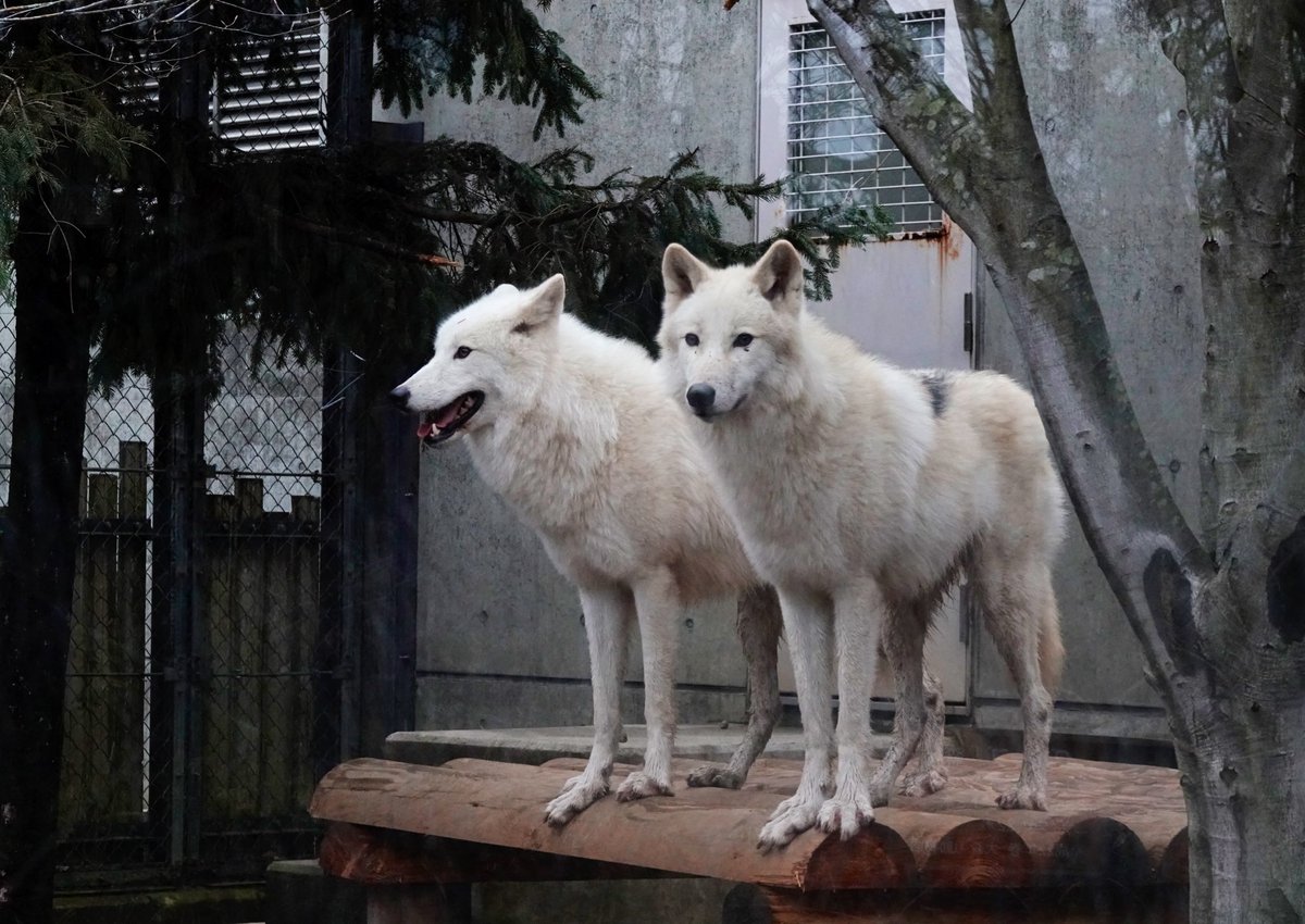 wakairini's tweet image. はじめまして〜👍
美しい北極狼❣️姉妹
若いだけあって2頭で戯れて遊んでいました👍💖
可愛いですね💕
#ArcticWolves
#北極狼
＠大森山Zoo