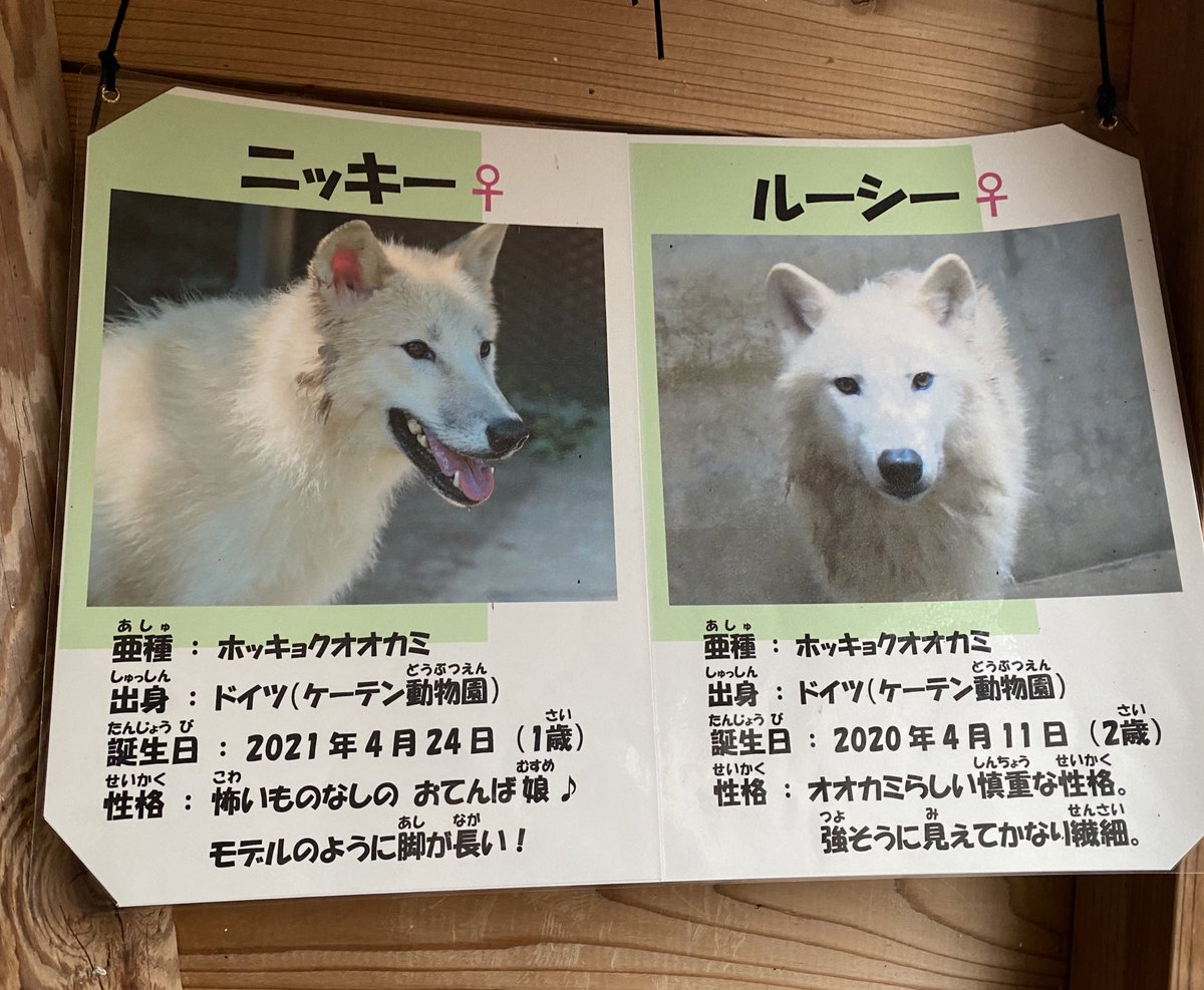 wakairini's tweet image. はじめまして〜👍
美しい北極狼❣️姉妹
若いだけあって2頭で戯れて遊んでいました👍💖
可愛いですね💕
#ArcticWolves
#北極狼
＠大森山Zoo