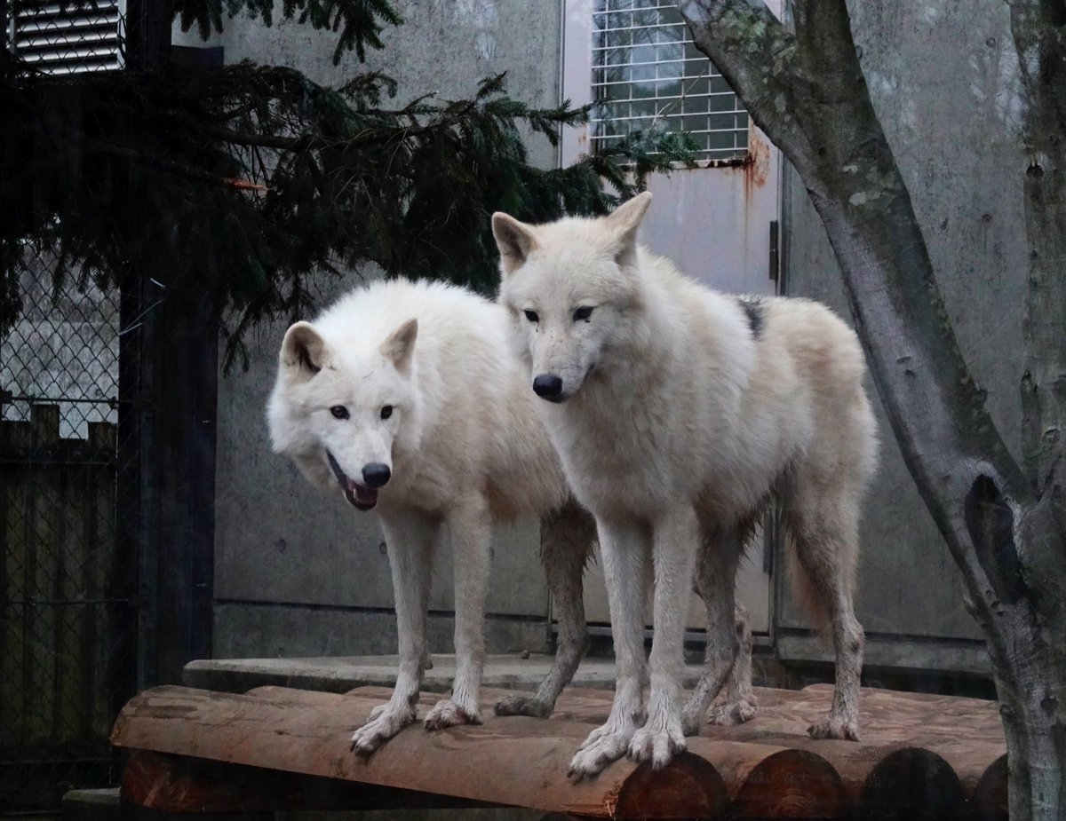wakairini's tweet image. はじめまして〜👍
美しい北極狼❣️姉妹
若いだけあって2頭で戯れて遊んでいました👍💖
可愛いですね💕
#ArcticWolves
#北極狼
＠大森山Zoo