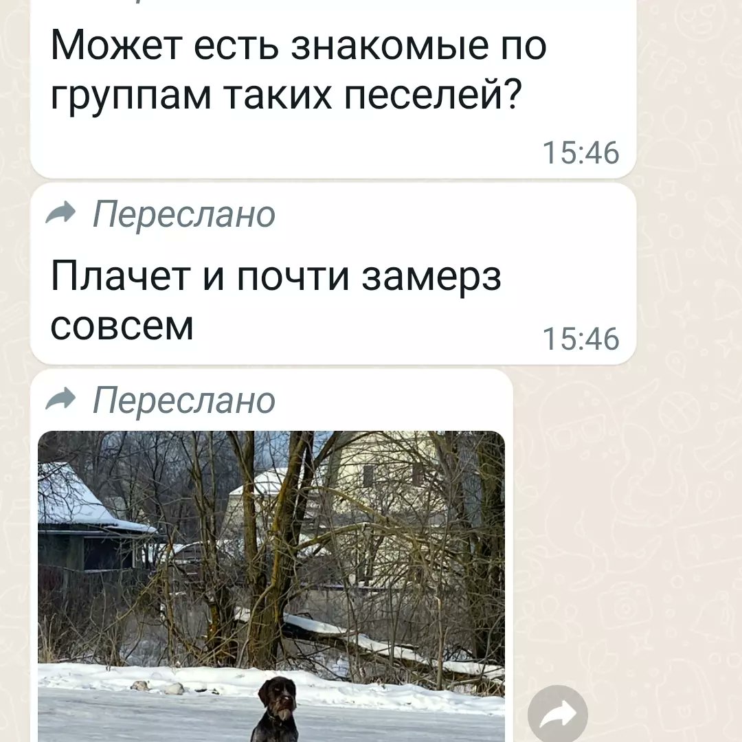 ivpamax's tweet photo. Срочно !!! Московская обл.,Раменское !!! Выкинули домашнего парня😭,замерзает и скулит от безысходности и холода..Я не могу помочь..Если есть у кого силы и возможность ,спасите его🙏😭.Прошу РТ. 
Звонить +7 (963) 678-07-36 Ольга Аведисовна . https://t.co/4evmBkjtz0