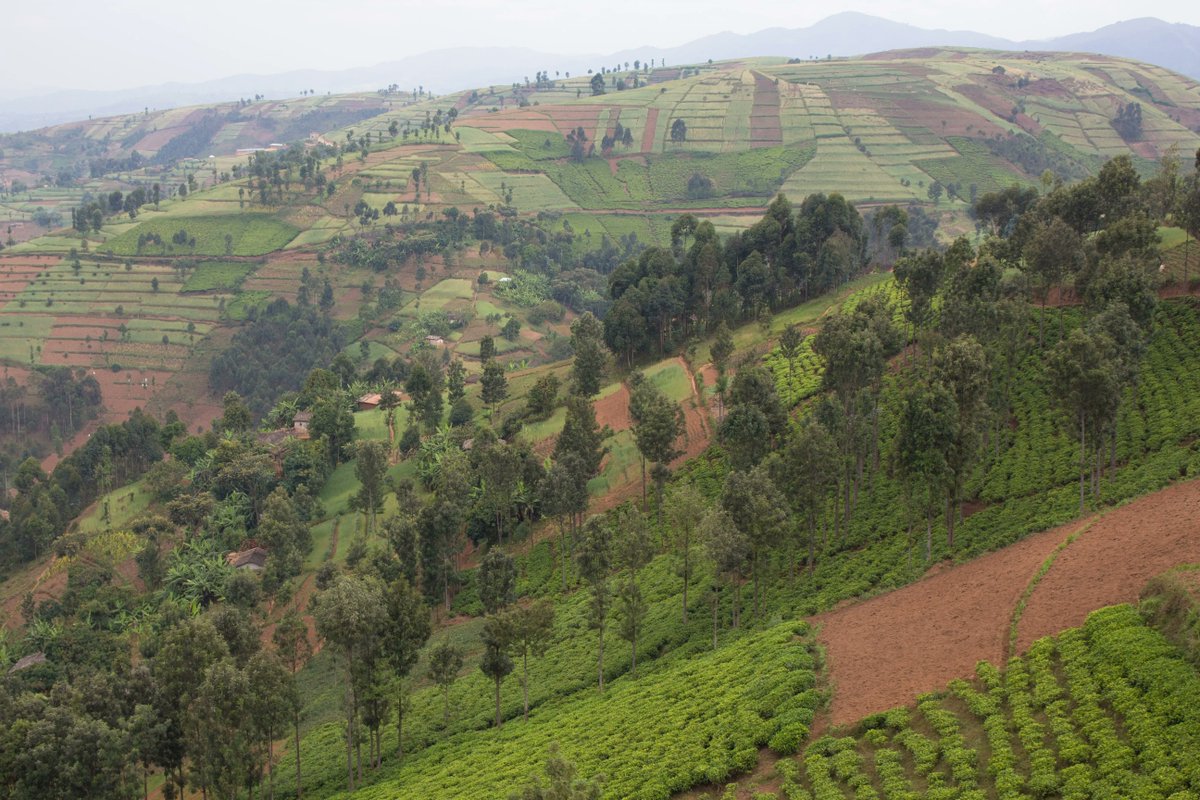 A sight of the breathtakingly beautiful #Burundi landscape distinguished by its hills & valleys FUN FACT: Did you know that #agriculture in Burundi is the backbone of Burundi’s economy? What do you know about Burundi? buff.ly/3GVsQ0K
