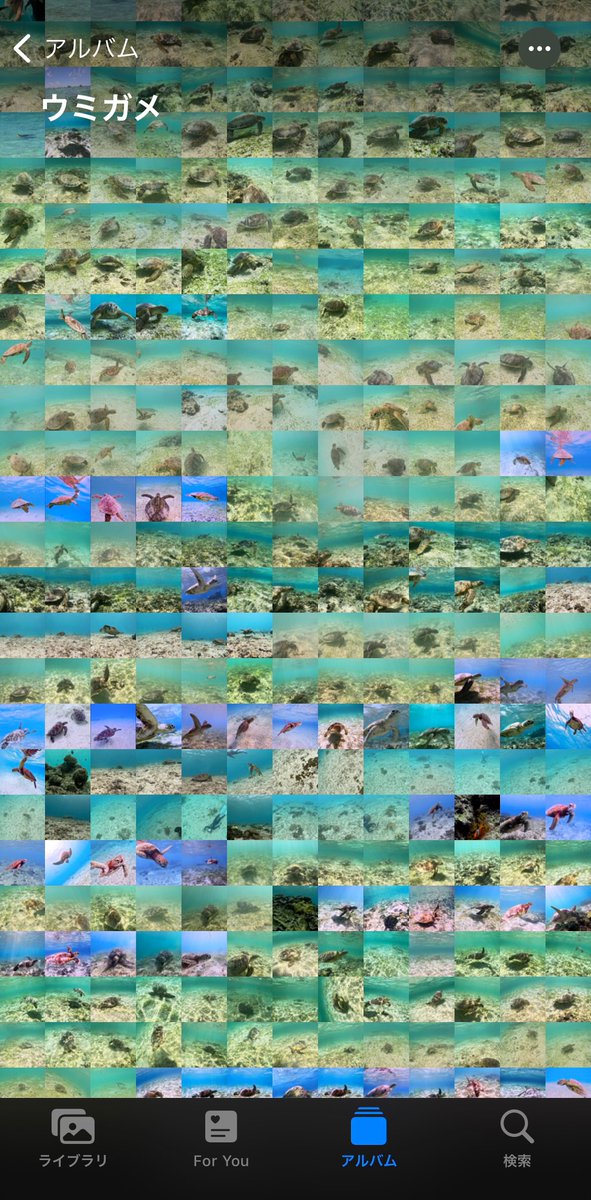 and_sea_385's tweet photo. iPhoneの写真フォルダがウミガメだ
らけという幸せ🐢💚
(これでもごく一部です)🤣
#seaturtle #seaturtlelover https://t.co/MIz3dvj1LC