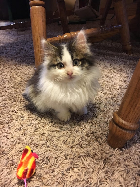 This little criminal was found abandoned outside at my in-laws house a few years ago. He now continues his crimes at our home. redd.it/z8lfzh