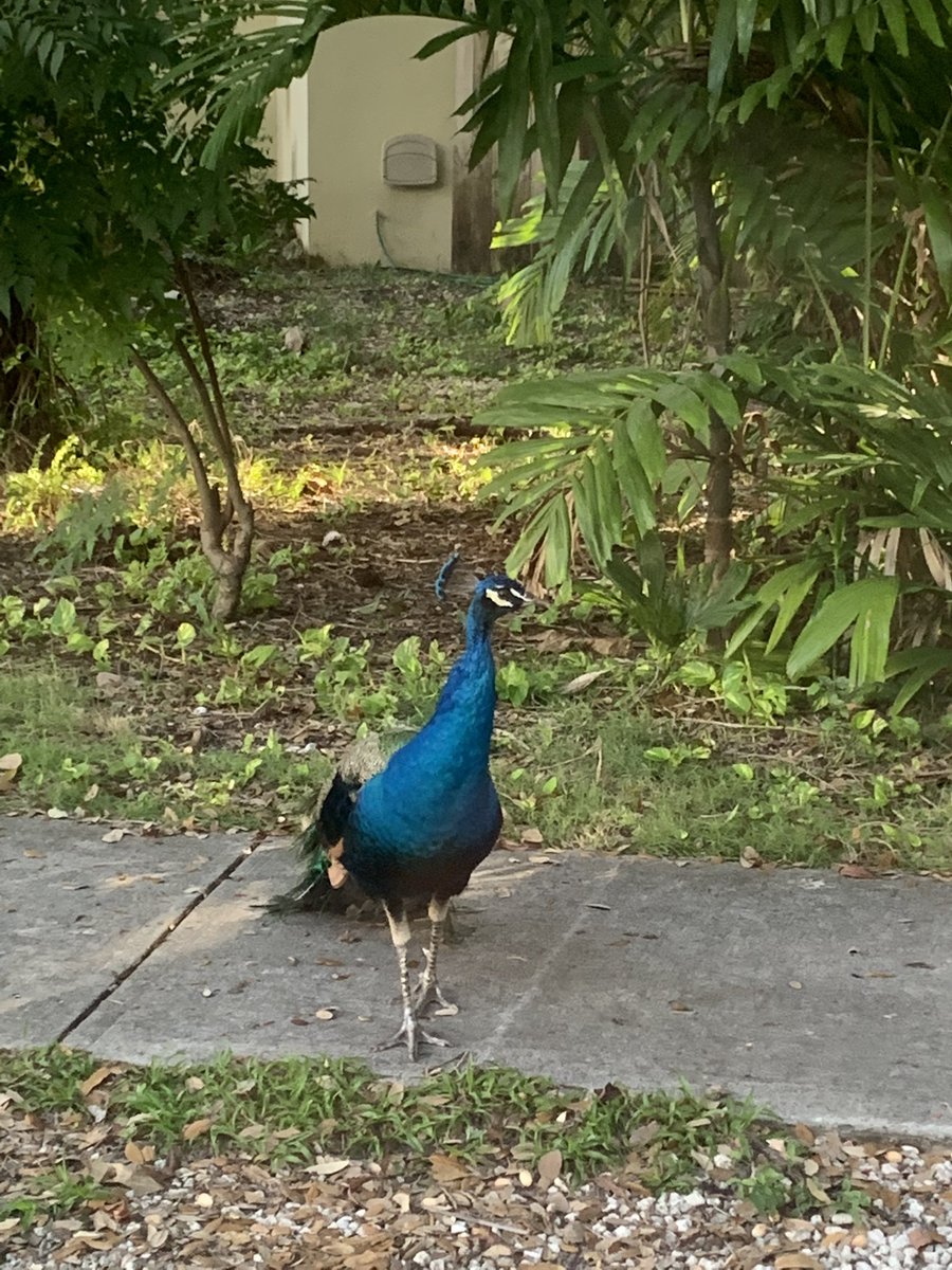 CabanaGhost's tweet photo. gm from this peacock in coconut grove https://t.co/PQM0WOjvoZ