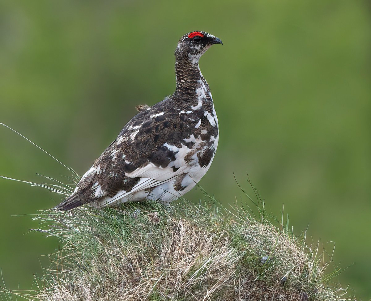 A male ptarmigan from a summer trip to Iceland. Very obliging - he stood on the only prominent grass tussock. #ptarmigan #birdphotography #birds #nature #grouse #naturelovers #iceland