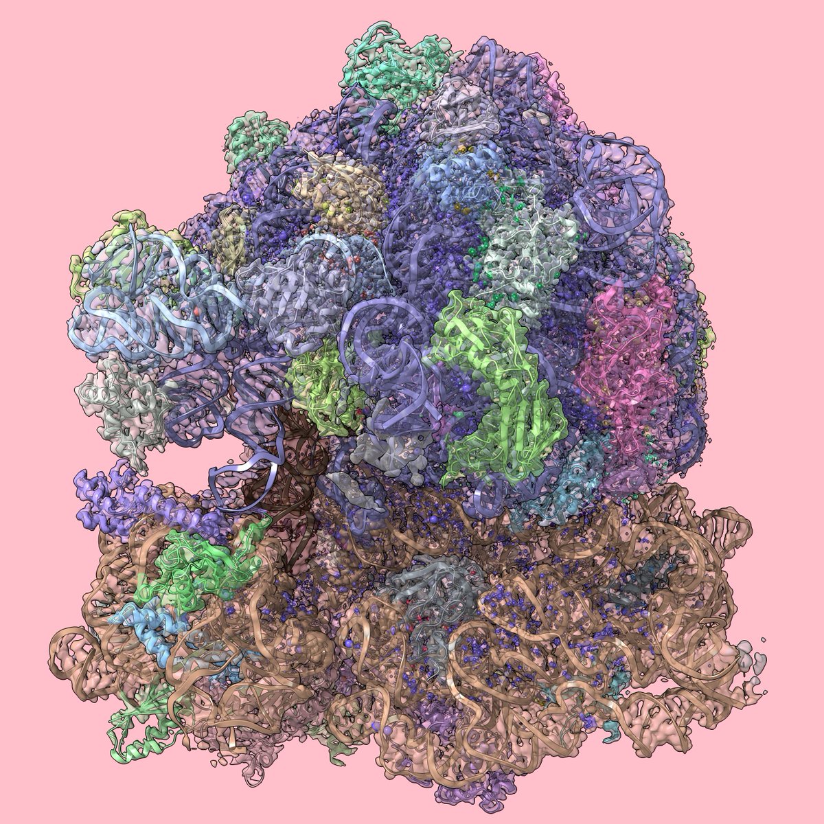 EMDB - EMPIAR @EBI (@emdb_empiar) on Twitter photo Released <a href="/EMDB_EMPIAR/">EMDB - EMPIAR @EBI</a> & <a href="/PDBeurope/">Protein Data Bank</a>, & published <a href="/biorxivpreprint/">bioRxiv</a>, the 1.6 Å #CryoEM structure of a #Translating 70S #Bacterial #Ribosome by Simon Fromm, <a href="/Pramod_R_Bhatt/">Pramod R Bhatt</a> <a href="/garyloughran/">Gary Loughran</a>, John Atkins <a href="/jomaa_lab/">Ahmad Jomaa</a> <a href="/SimoneMattei19/">Simone Mattei</a> et al. from <a href="/EmblImaging/">EMBL Imaging Centre</a> <a href="/UCC/">UCC Ireland</a> <a href="/UVA/">UVA</a> & <a href="/EMBLHeidelberg/">EMBL Heidelberg</a>.
1/2 Released <a href="/EMDB_EMPIAR/">EMDB - EMPIAR @EBI</a> & <a href="/PDBeurope/">Protein Data Bank</a>, & published <a href="/biorxivpreprint/">bioRxiv</a>, the 1.6 Å #CryoEM structure of a #Translating 70S #Bacterial #Ribosome by Simon Fromm, <a href="/Pramod_R_Bhatt/">Pramod R Bhatt</a> <a href="/garyloughran/">Gary Loughran</a>, John Atkins <a href="/jomaa_lab/">Ahmad Jomaa</a> <a href="/SimoneMattei19/">Simone Mattei</a> et al. from <a href="/EmblImaging/">EMBL Imaging Centre</a> <a href="/UCC/">UCC Ireland</a> <a href="/UVA/">UVA</a> & <a href="/EMBLHeidelberg/">EMBL Heidelberg</a>.
1/2