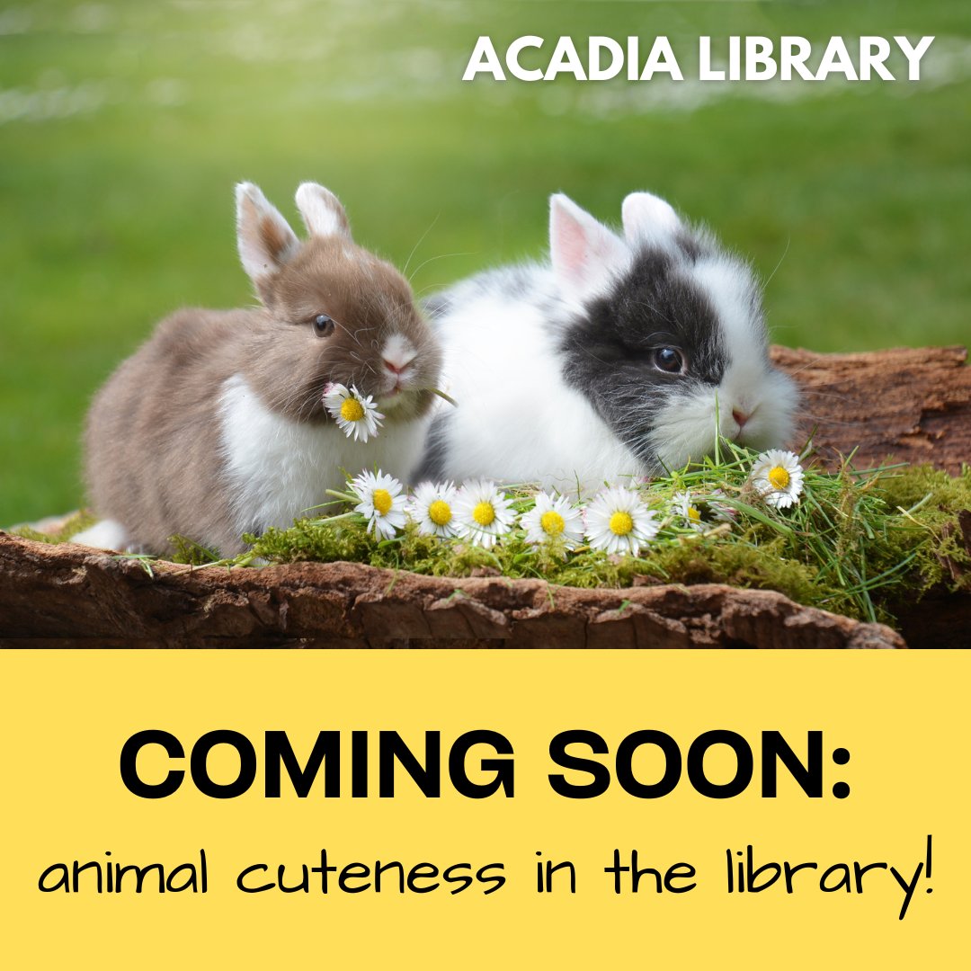 Photo of two bunnies holding daisies in their mouths. Below, the words 