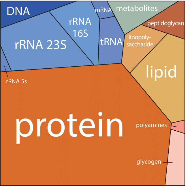 NikoMcCarty's tweet photo. A sense of scale for living cells. 🧫

One E. coli cell weighs 1 picogram. About 5 trillion cells equal the mass of a sheet of paper.

Proteins make up 55% of dry weight. RNA: 15%. Lipids: 10%. DNA: 3%.

Mass increases exponentially with growth rate. Fast dividers have moremass. https://t.co/YILczPxUjP