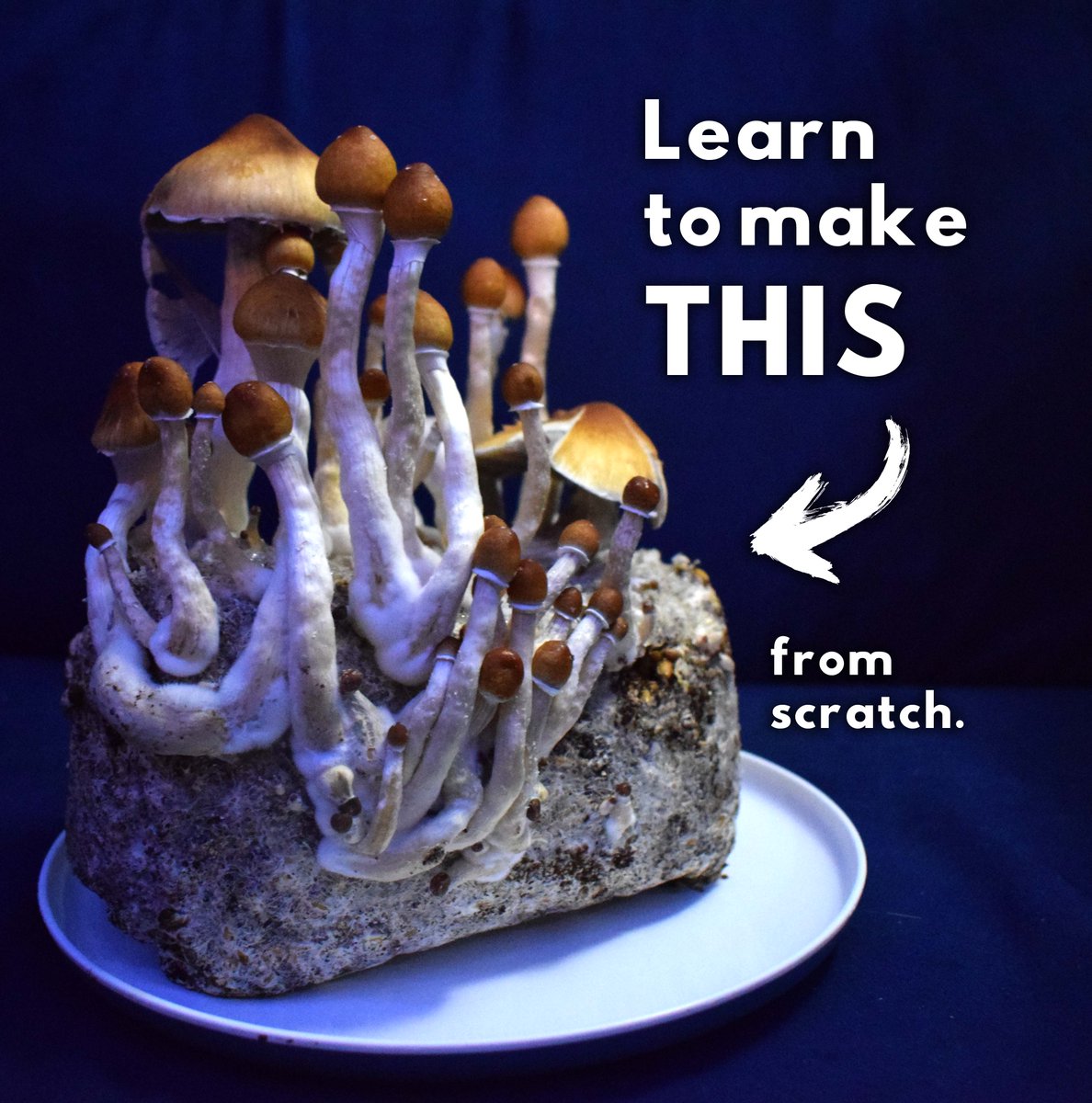 Grab our e-book while it's free 🍄

The full guide on how to grow mushrooms from spores is out and ready for you to learn how to grow magic mushrooms from scratch.

provithor.com/products/unsto…

#magicmushrooms #mushroomgrow #mycology #shrooms #freestuff