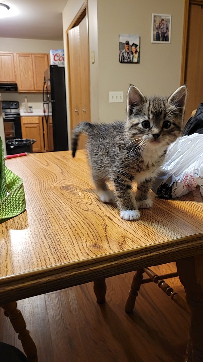 Michael's Cat tweet media