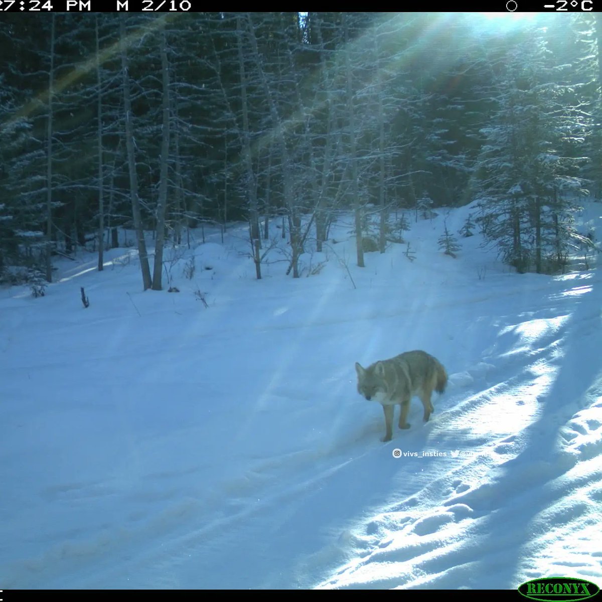 viv_iam's tweet photo. Just some pretty #songdogs for #WildlifeWednesday 🐾🐾. I'm assuming this is the same pair of #coyotes that were around in late fall. 👍 #natureisawesome #albertawild https://t.co/ZYaVJkXxC0