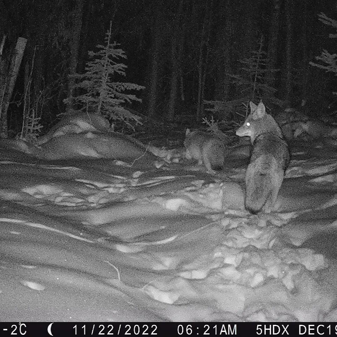 viv_iam's tweet photo. Just some pretty #songdogs for #WildlifeWednesday 🐾🐾. I'm assuming this is the same pair of #coyotes that were around in late fall. 👍 #natureisawesome #albertawild https://t.co/ZYaVJkXxC0