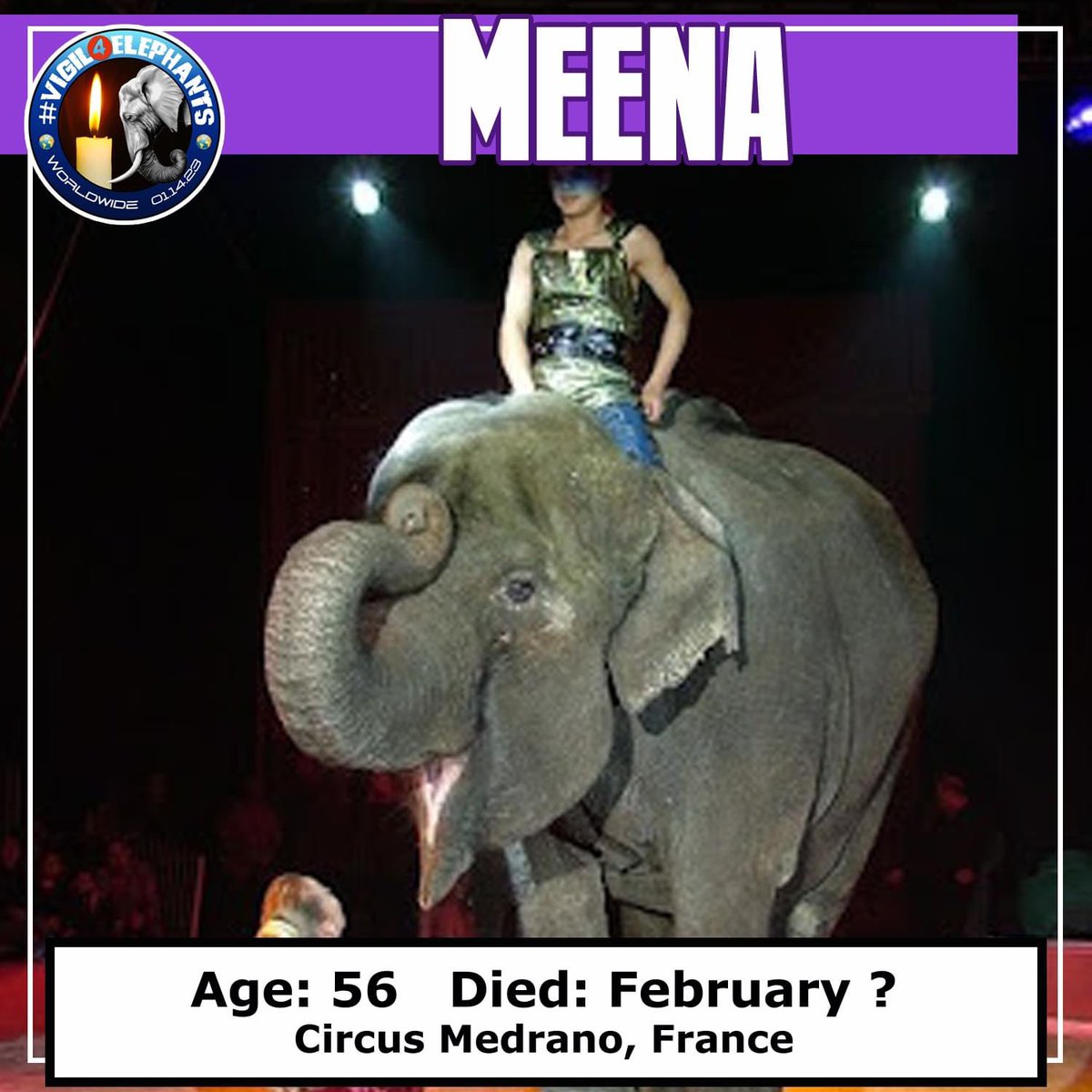 Meena was born wild in 1966. 1973 she was at the Circus Chipperfield. Sadly, Meena passed away from an unspecified cause in 2022.

#RIPMeena. You were denied freedom & happiness which were your birthright! We will remember you on this solemn vigil day. #Vigil4Elephants