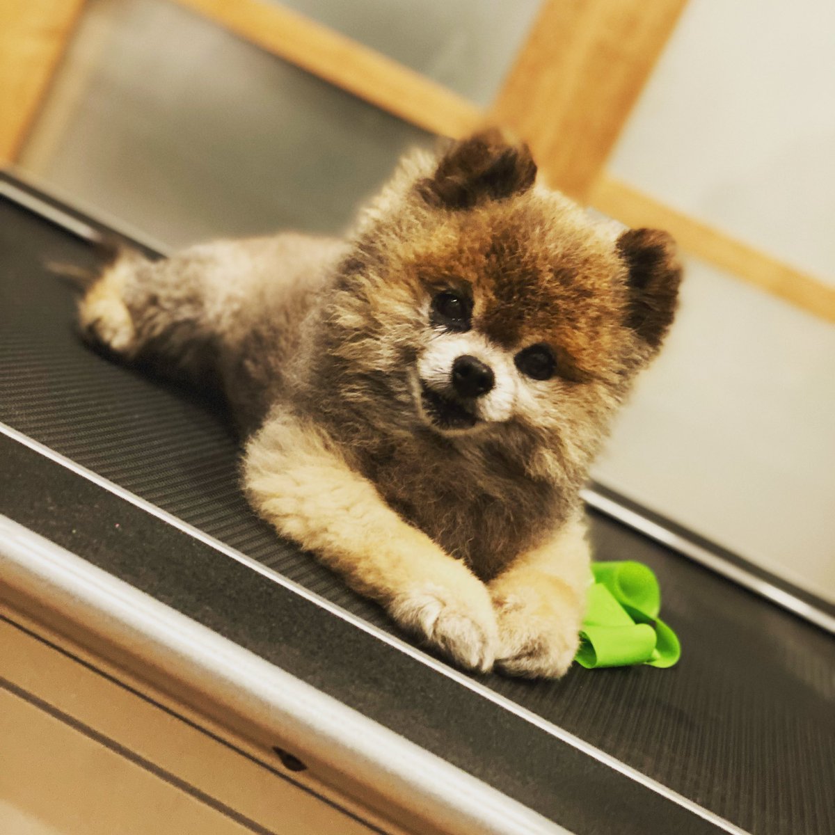KodyVanHalen's tweet photo. It’s time to hit the treadmill and get your cardio on!
#letsdothis #timetoworkout #coachkody #tinytrainer #layingdownonthejob 😆
#dogsoftwitter https://t.co/bsSMIQiuSO