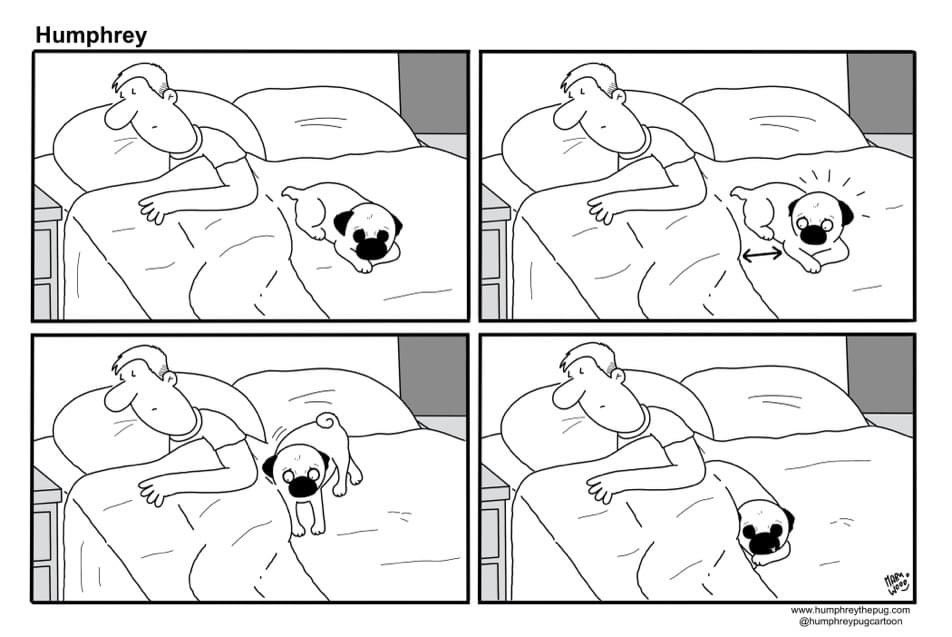 Koal98011's tweet image. I has to be between my humans legs