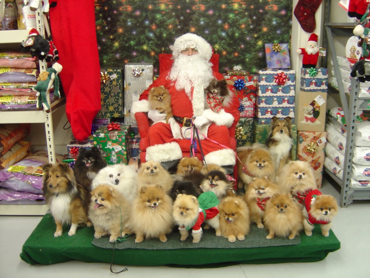 OneEyedFlurry's tweet photo. @GraciesWorld3 We would have loved to have you at one of our #PomeranianParties with us for this fun #Christmas photo shoot with #SantaClaus, Gracie! I hope this cheers you right back up!
#PomeranianParty
#PomeraniansOfTwitter
#PomsOfTwitter
#DogsOfTwitter
#HappyHolidays
#MerryChristmas
<3 https://t.co/aoDxqOPcUx