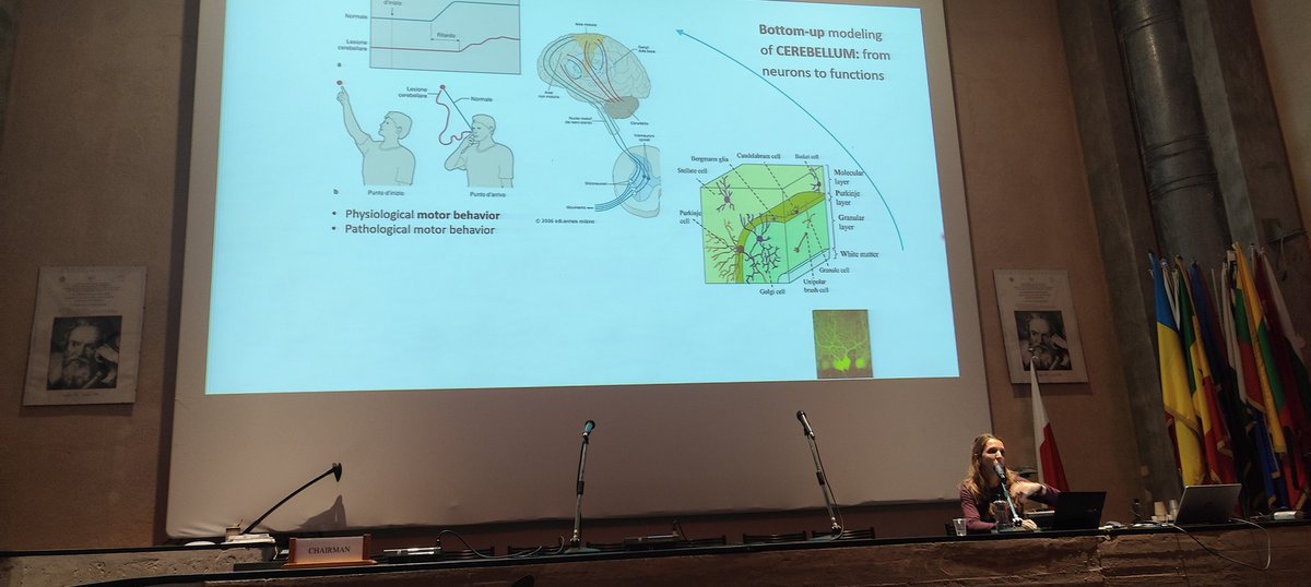 GolgiBrain's tweet photo. Bottom-up modeling by Claudia Casellato @unipv highlights models as a path to map complex functions  from neural features to behaviour. https://t.co/eWipP4BS2V