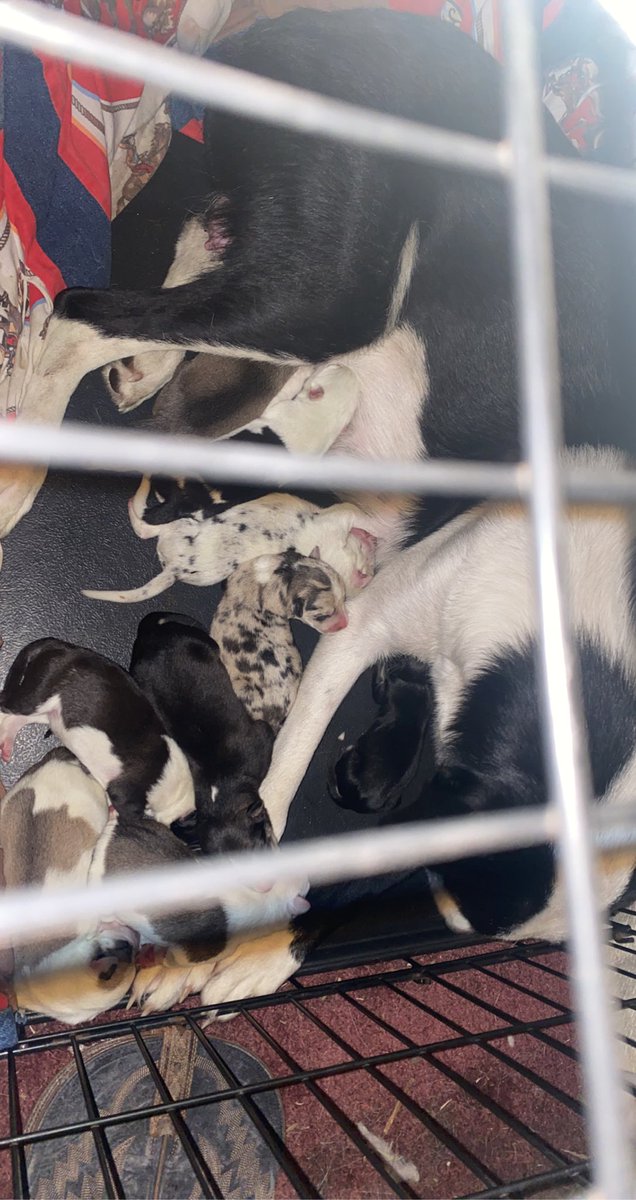MichaelaRae1996's tweet photo. We have puppies🥹🥹🥹 https://t.co/sb6IzrMyEU
