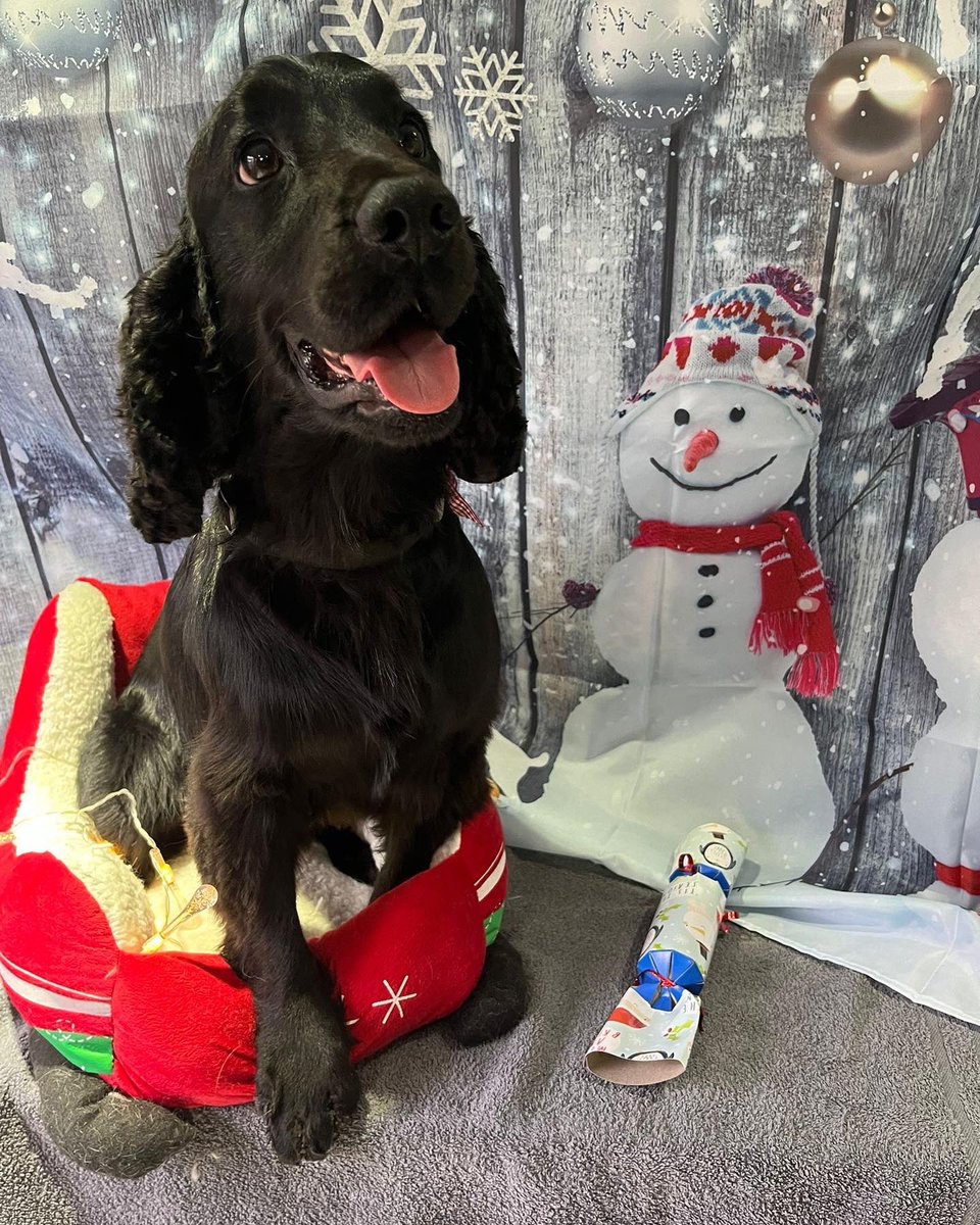 Took no1 drugs dog for Christmas spruce up. Sack n crack done. Don’t he look pretty.