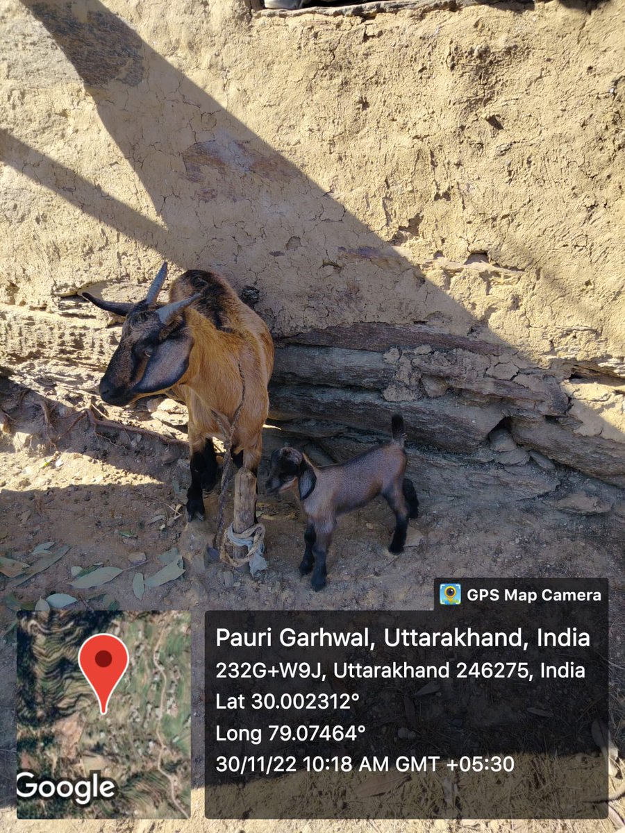 FiuPauri's tweet photo. FIU पौड़ी के ग्राम ऐंथी एवं डोरीया में परियोजना के अंतर्गत पैरावेटो द्वारा लाभार्थियों के बकरीयों की स्वास्थ्य जांच उपचार एवं बकरीयों के बच्चों का डाटा लिया गया। #Goattreatment  #ncdc #ukcdp @Dept_of_AHD @pashudhanUK  @basava_ias @mdusgcf @aviddn @SANJAYK47559742 https://t.co/pZ1QGYIMHA