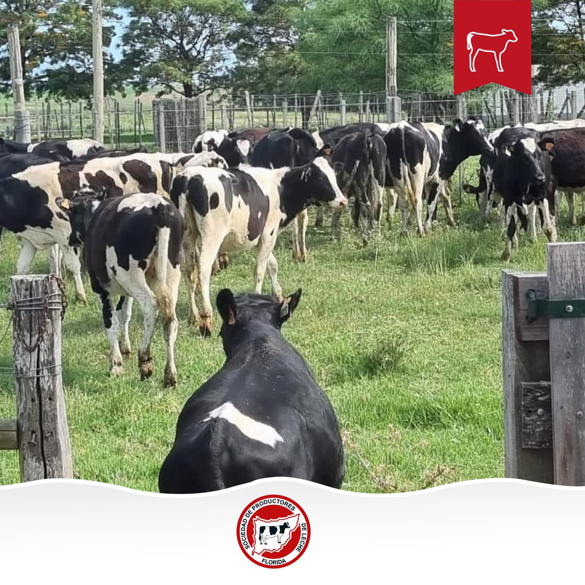 _splf's tweet photo. #HOY ingresaron al Campo de Recría en La Cruz, 1000 animales. 🐄 https://t.co/dyoM1D1ydN