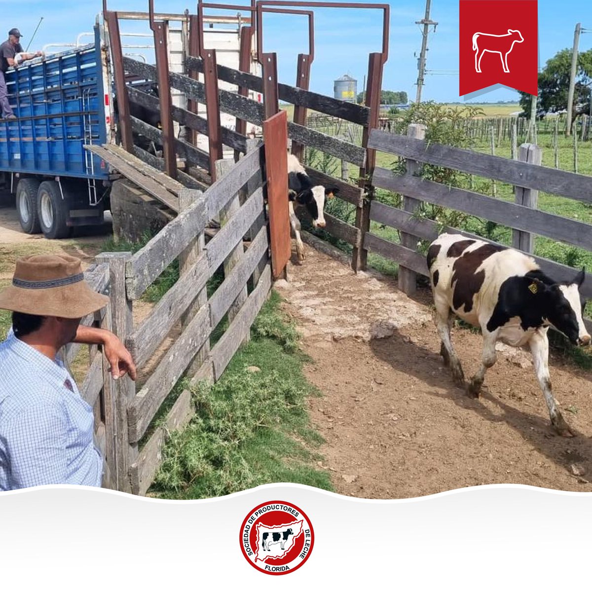 _splf's tweet photo. #HOY ingresaron al Campo de Recría en La Cruz, 1000 animales. 🐄 https://t.co/dyoM1D1ydN