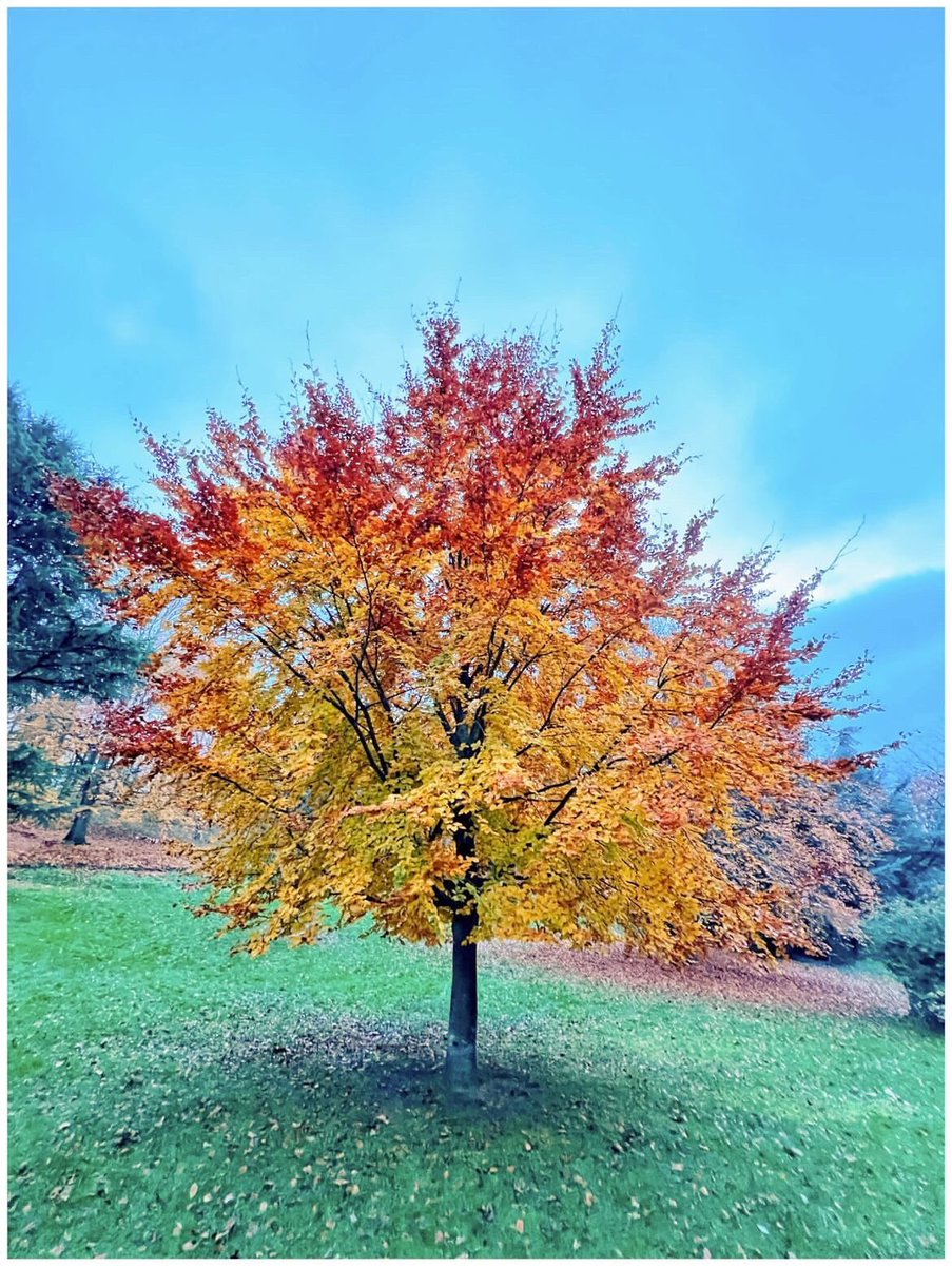 villepoissy's tweet photo. #Photo Magnifique palette de couleurs automnales pour clore ce mois de novembre. Place à décembre et la féerie de Noël ! 🍂✨
📸 @cocodrie78 https://t.co/vbxXVF77we