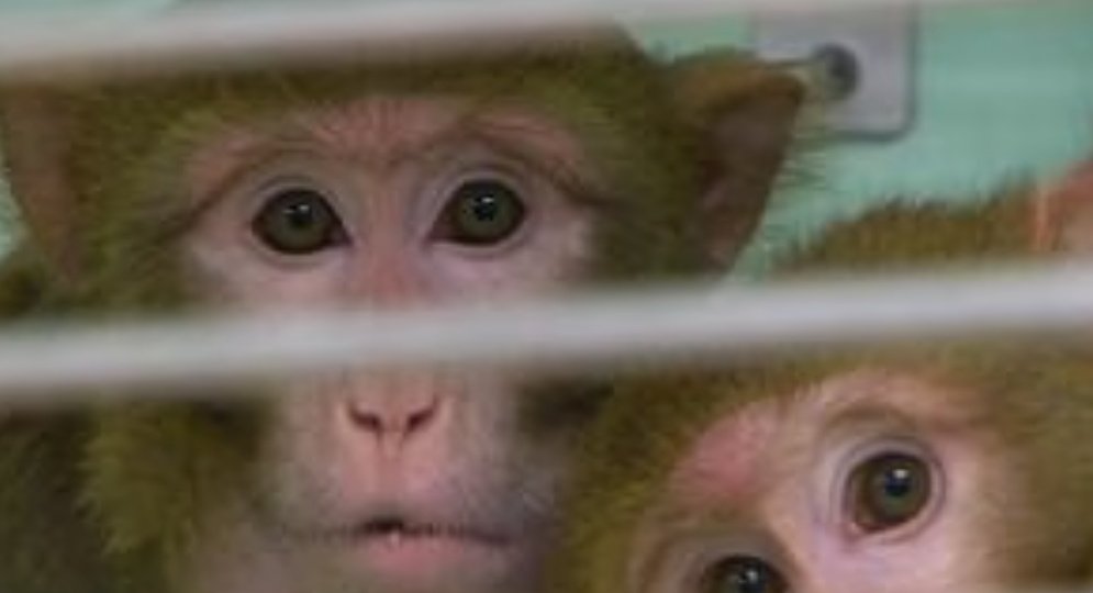 ngelavet's tweet photo. Es muy común ver imágenes como estas acompañadas de titulares sensacionalistas para acabar con la experimentación en animales, pero ¿os habéis preguntado alguna vez cuál es la realidad en nuestro país de la experimentacion en primates?  #HiloAnimaldeLaboratorio22 @CuartaErre https://t.co/wgfWAEOzgw