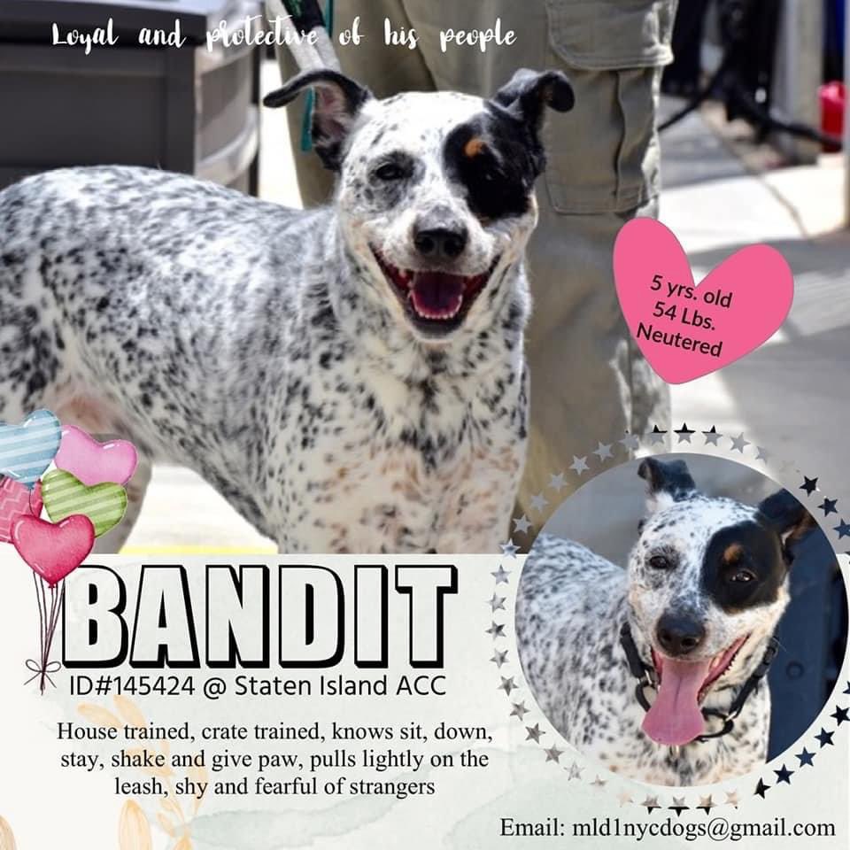 TomJumboGrumbo's tweet photo. He’s friendly, house/crate trained and knows all his commands, but Bandit #145424 is fearful of strangers and easy spooked. NYCACC kills him Thursday. A bite incident when an unfamiliar person entered his home means he dies. Help him: pls pledge RT BANDIT!
https://t.co/cqbKfAemAW https://t.co/esb7PT80hK